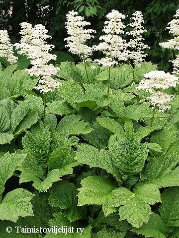 Rodgersia podophylla